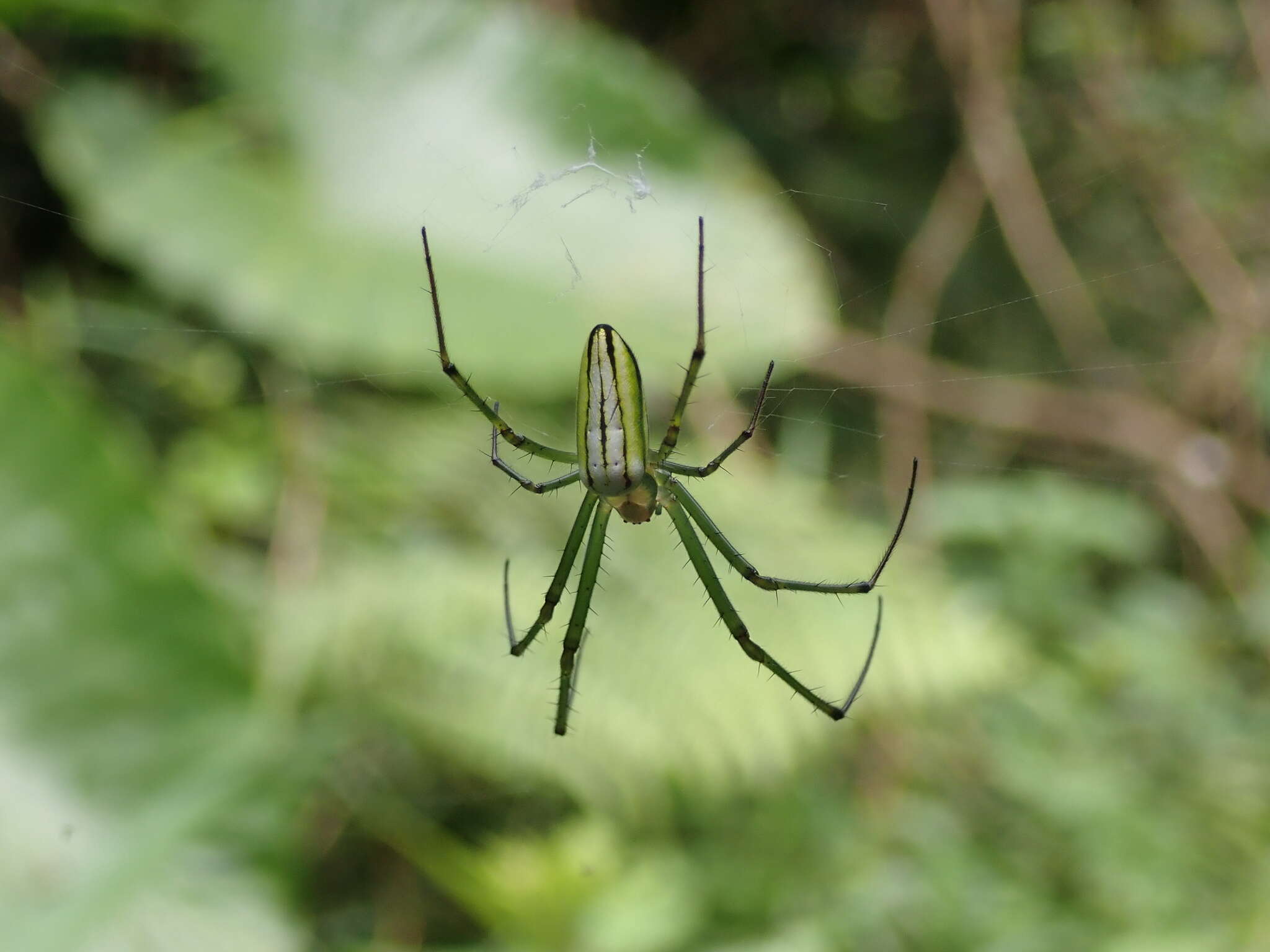 Image of Leucauge celebesiana (Walckenaer 1841)