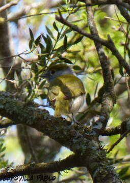 Image of Green-backed Becard