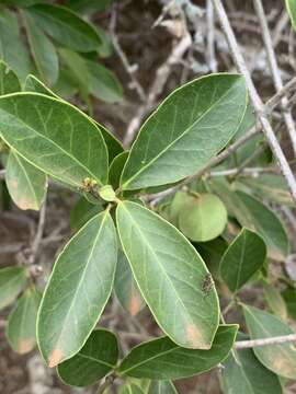 Image de Loeseneriella africana var. richardiana (Cambess. ex St.-Hil.) N. Hallé