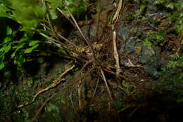 Image of Royal Spleenwort