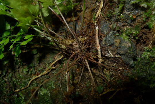 Image of Royal Spleenwort