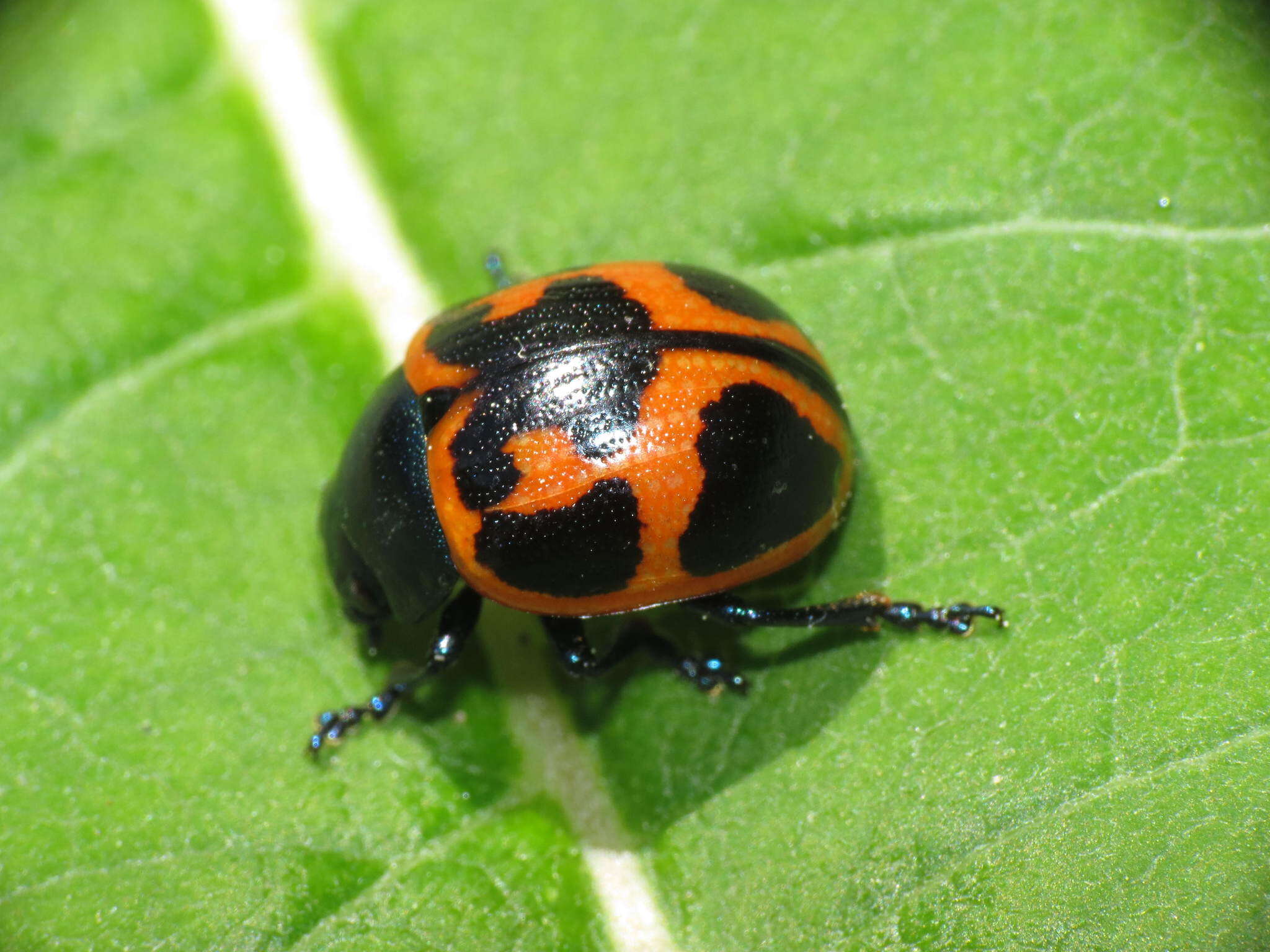 Image of Swamp Milkweed Leaf Beetle