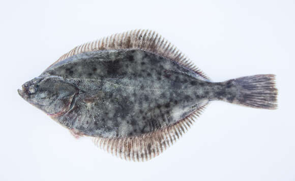 Image of Starry flounders