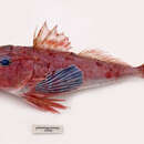 Image of Little red gurnard