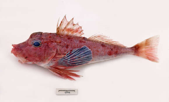 Image of Little red gurnard