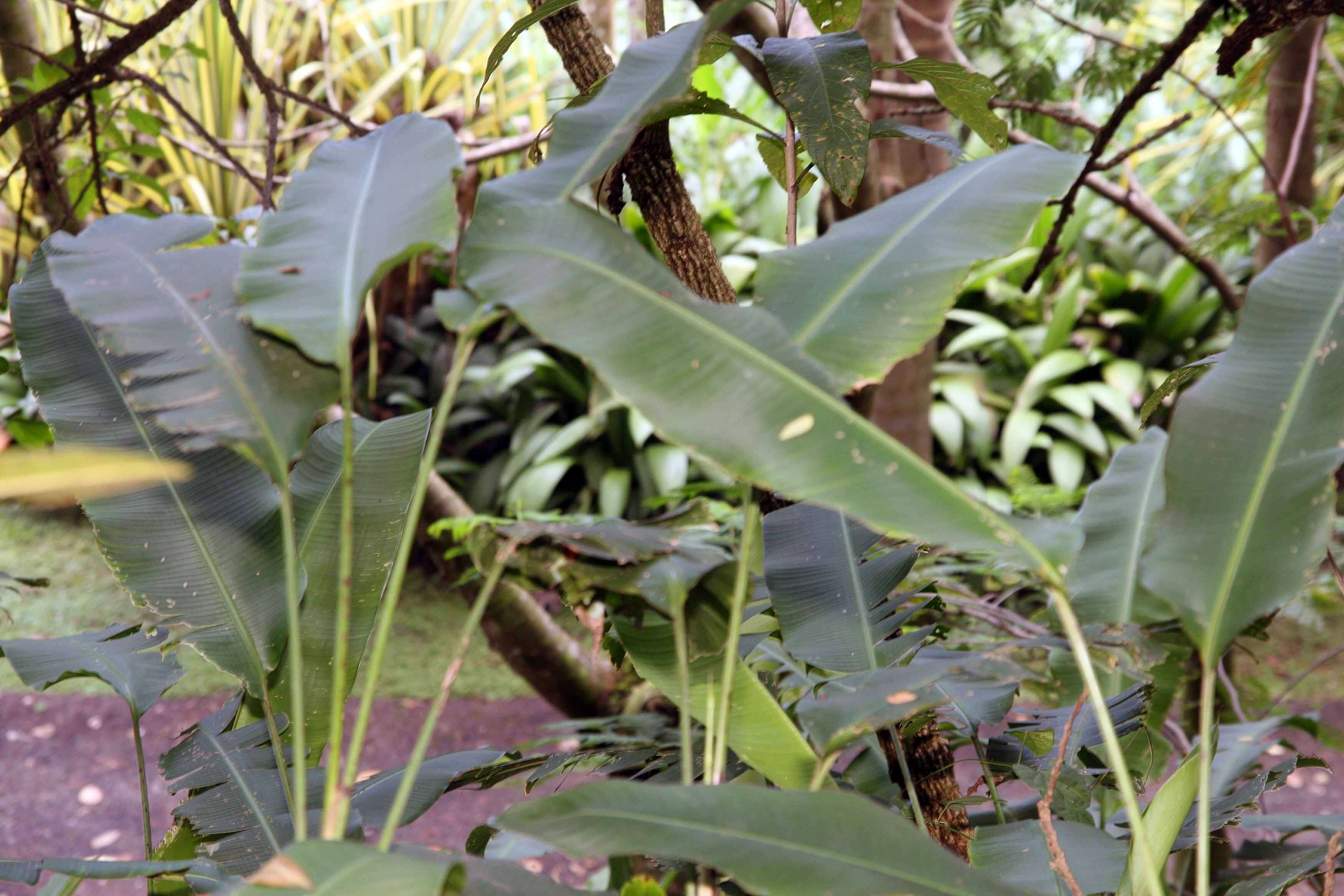 Plancia ëd Heliconia latispatha Benth.