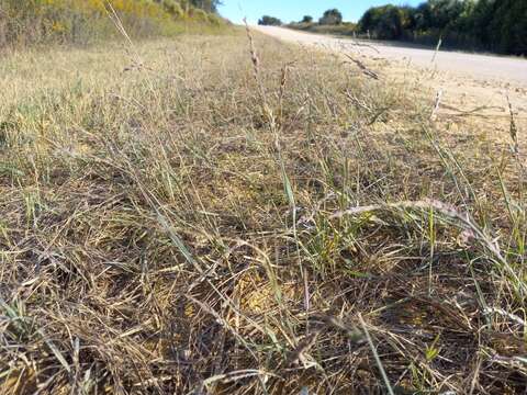 Image of Red Love Grass