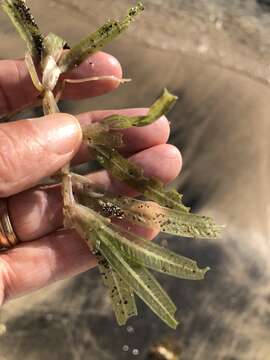 Image of Florida Keys Sea-Grass