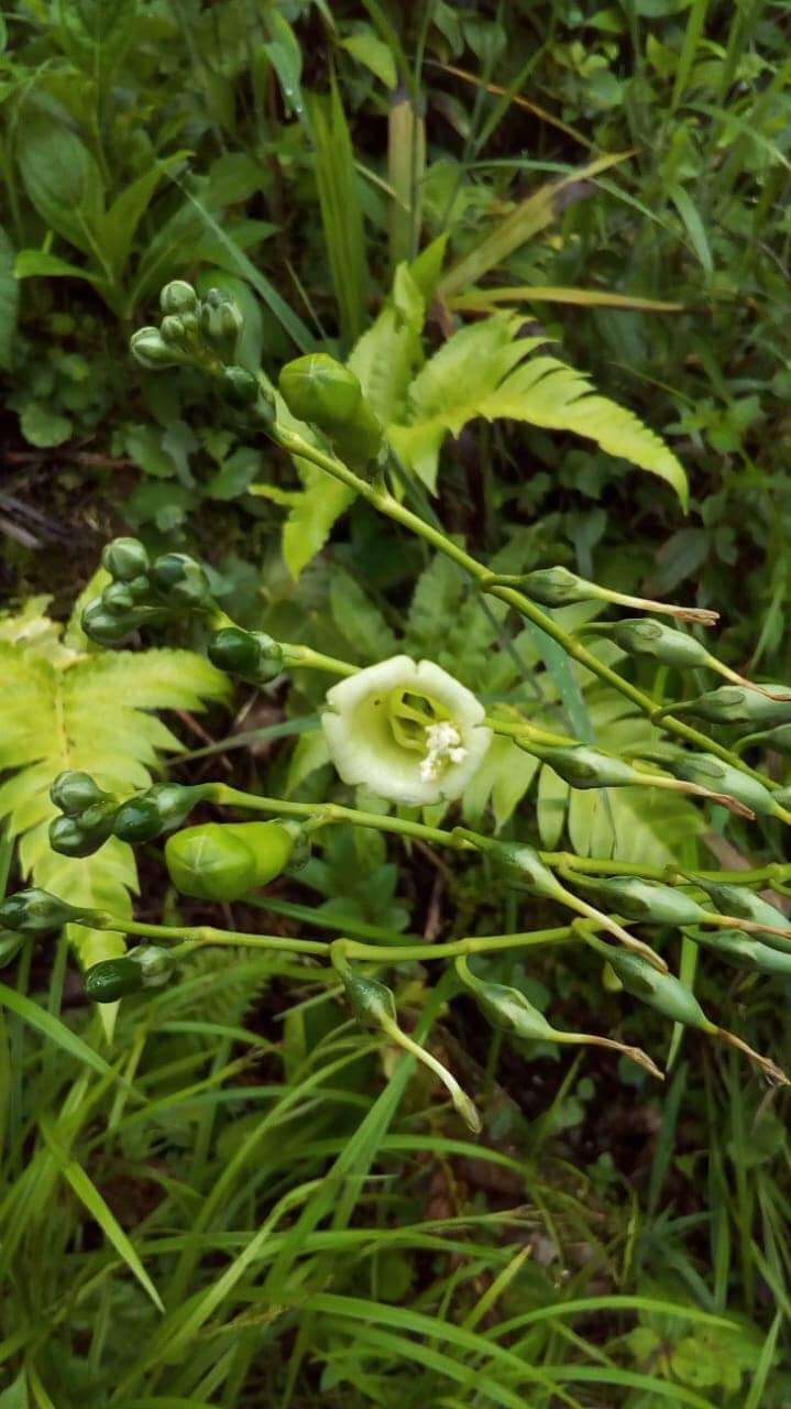 Image of Chelonanthus alatus Standl.