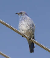 Image of Mountain Bluebird