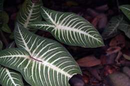 Image of Caladium lindenii (André) Madison