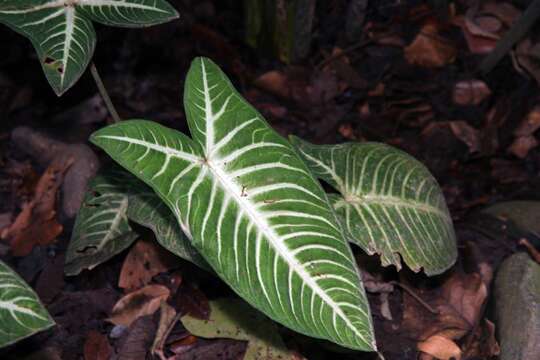 Image de Caladium lindenii (André) Madison