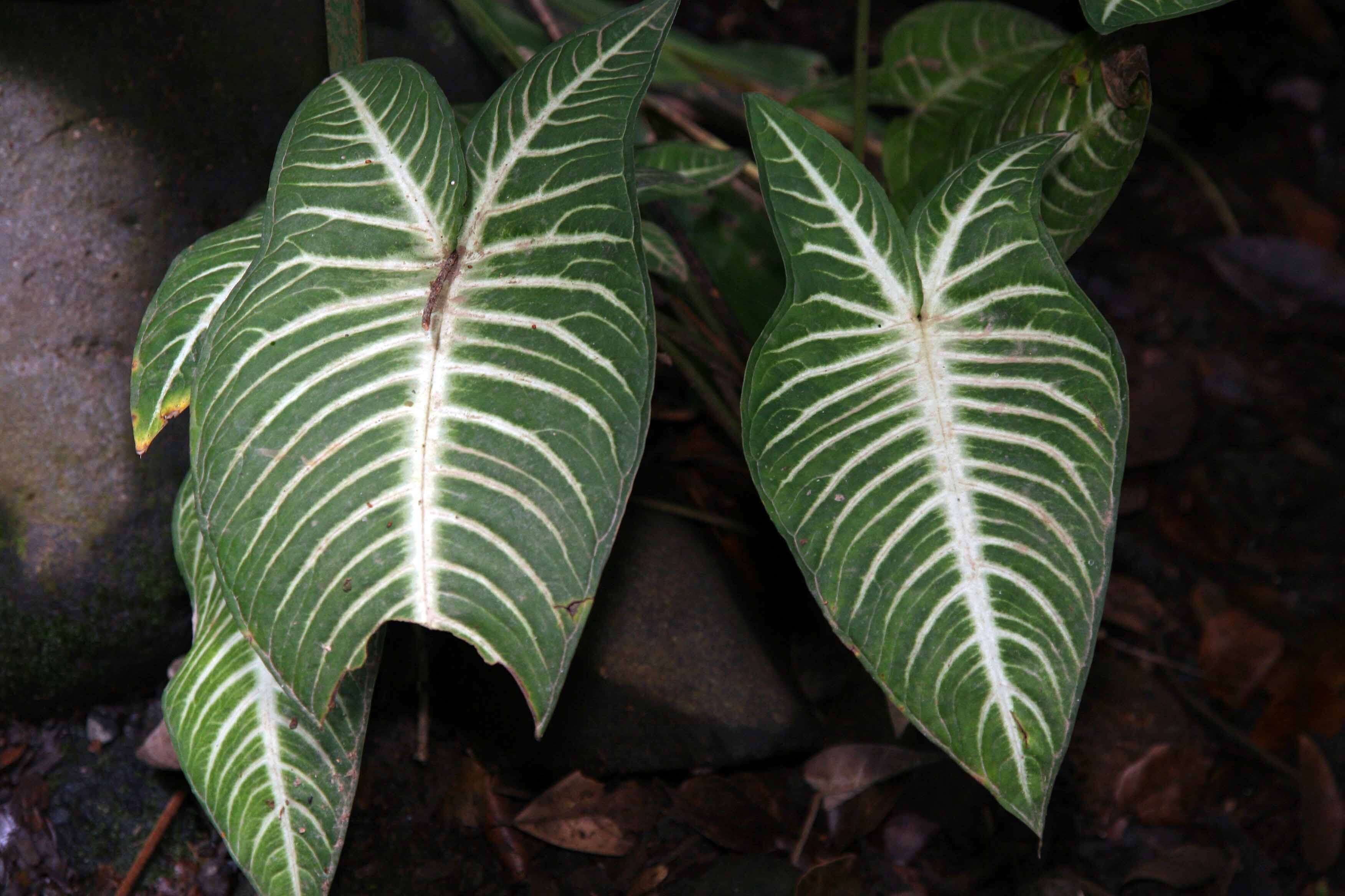 Image of Caladium lindenii (André) Madison