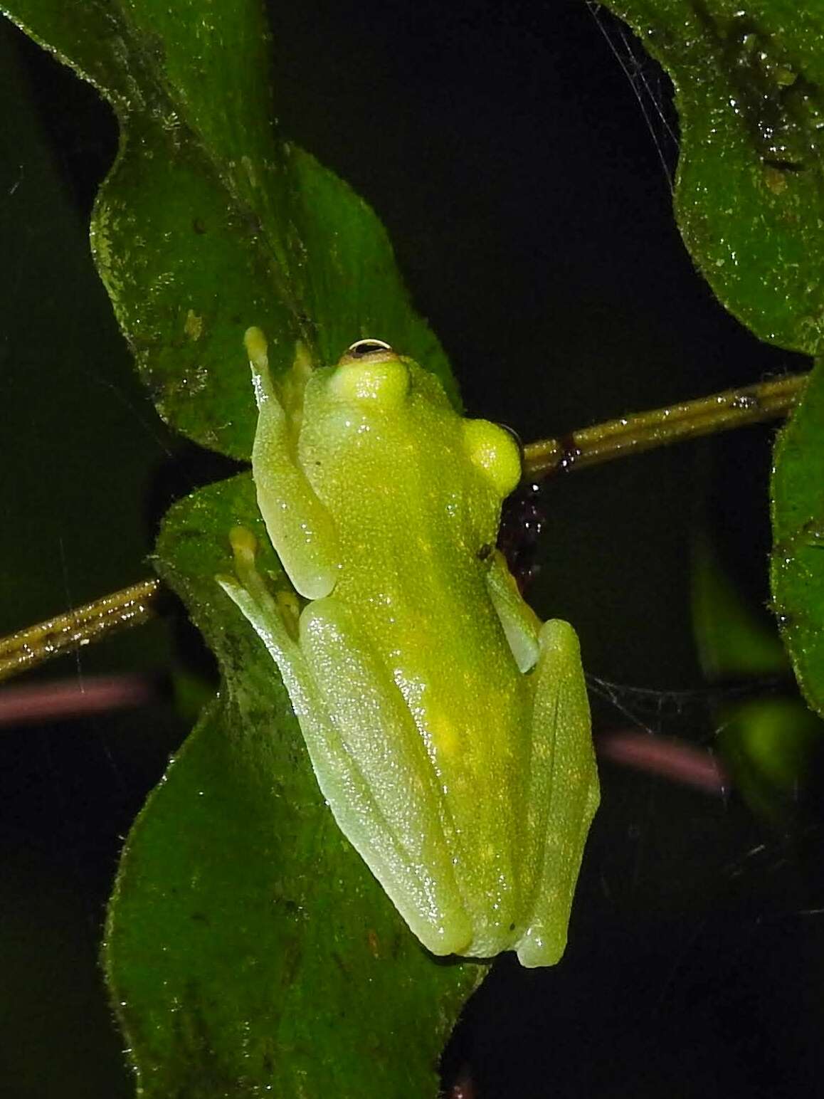 Sivun Hyalinobatrachium fleischmanni (Boettger 1893) kuva