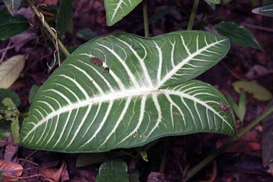 Image of Caladium lindenii (André) Madison