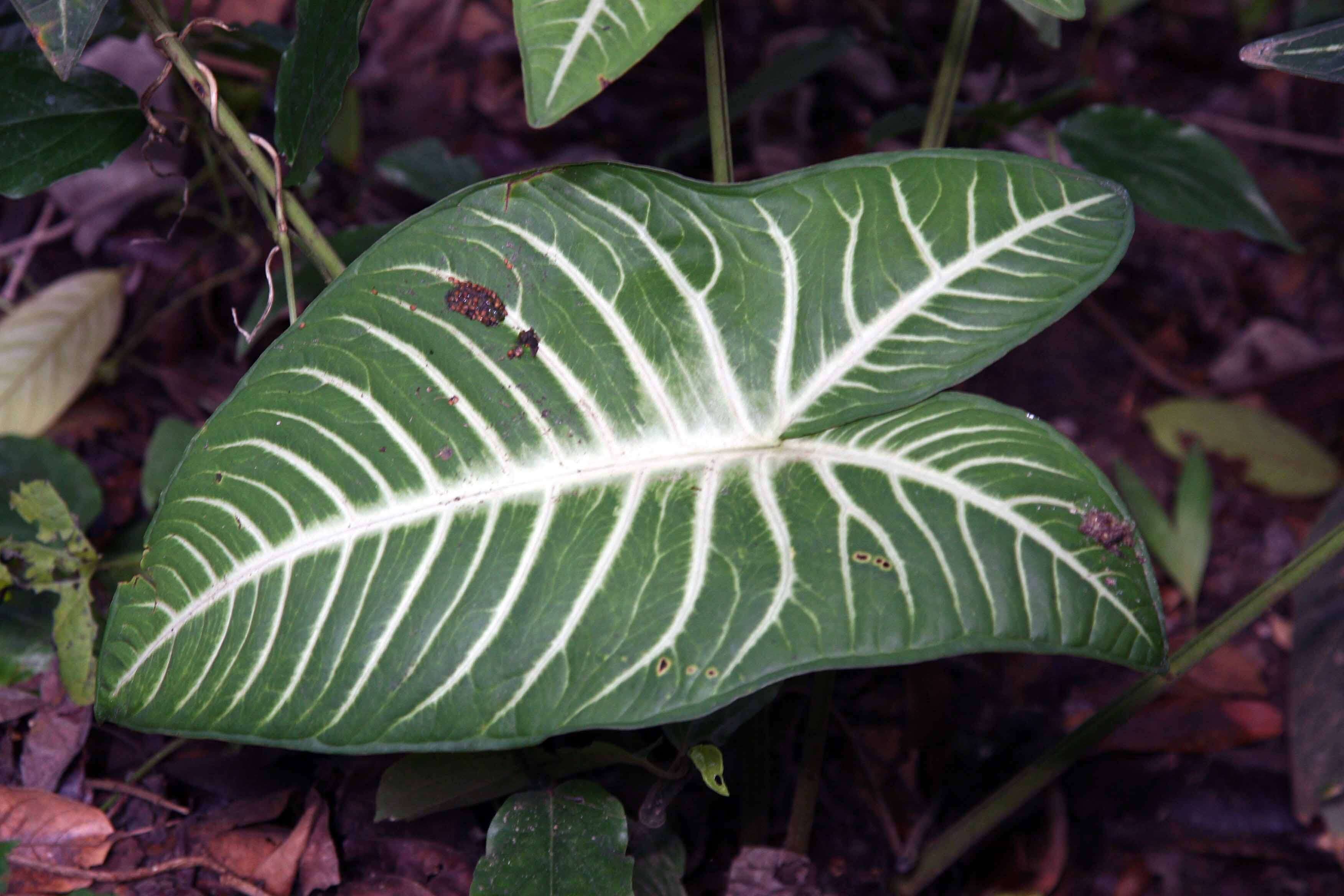 Image de Caladium lindenii (André) Madison