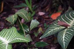 Image of Caladium lindenii (André) Madison