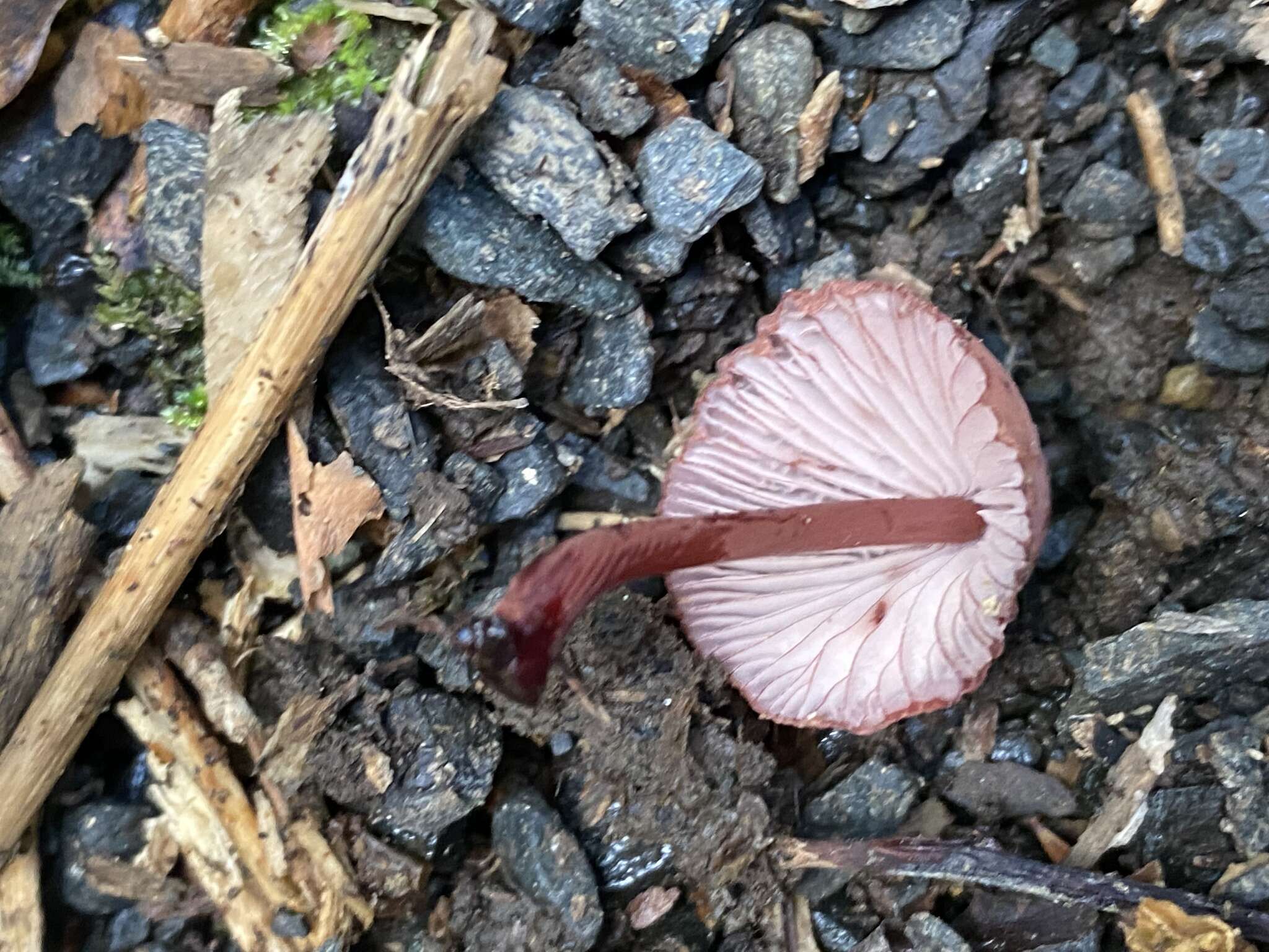 Plancia ëd Mycena mariae G. Stev. 1964