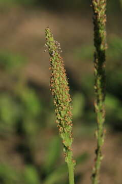 Image of Plantago depressa subsp. turczaninowii (Ganesch.) N. N. Tzvel.