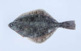 Image of Starry flounders