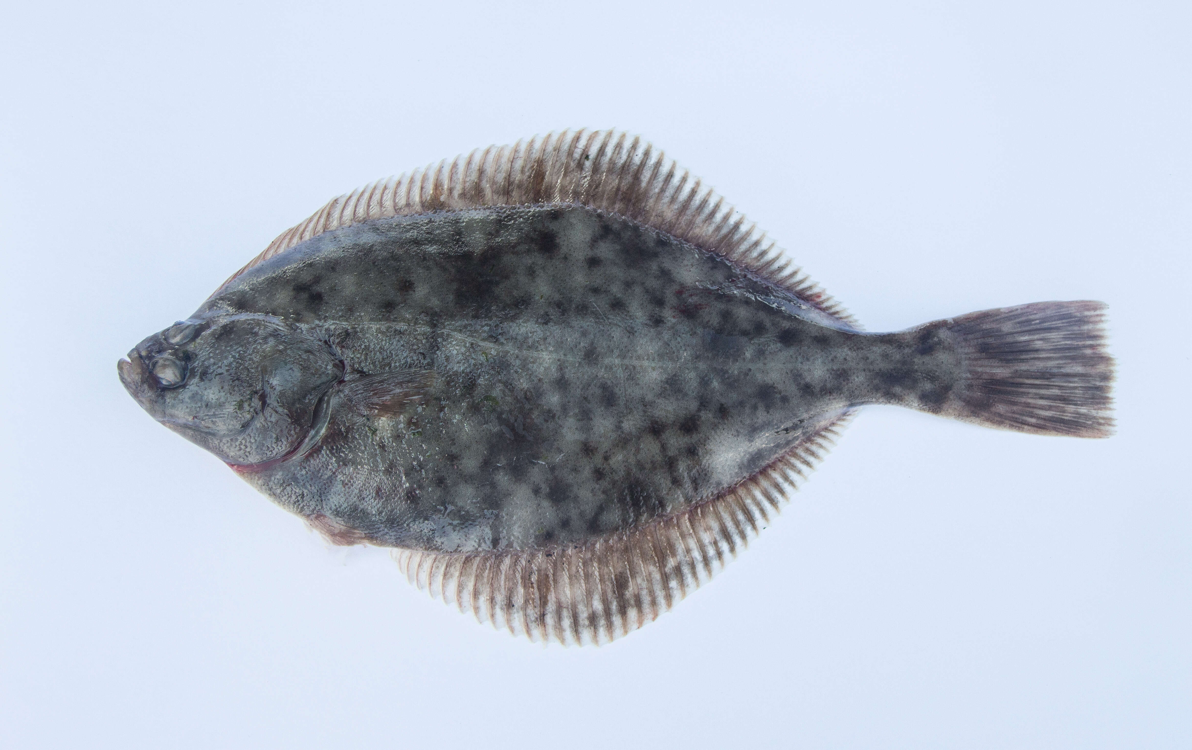 Image of Starry flounders