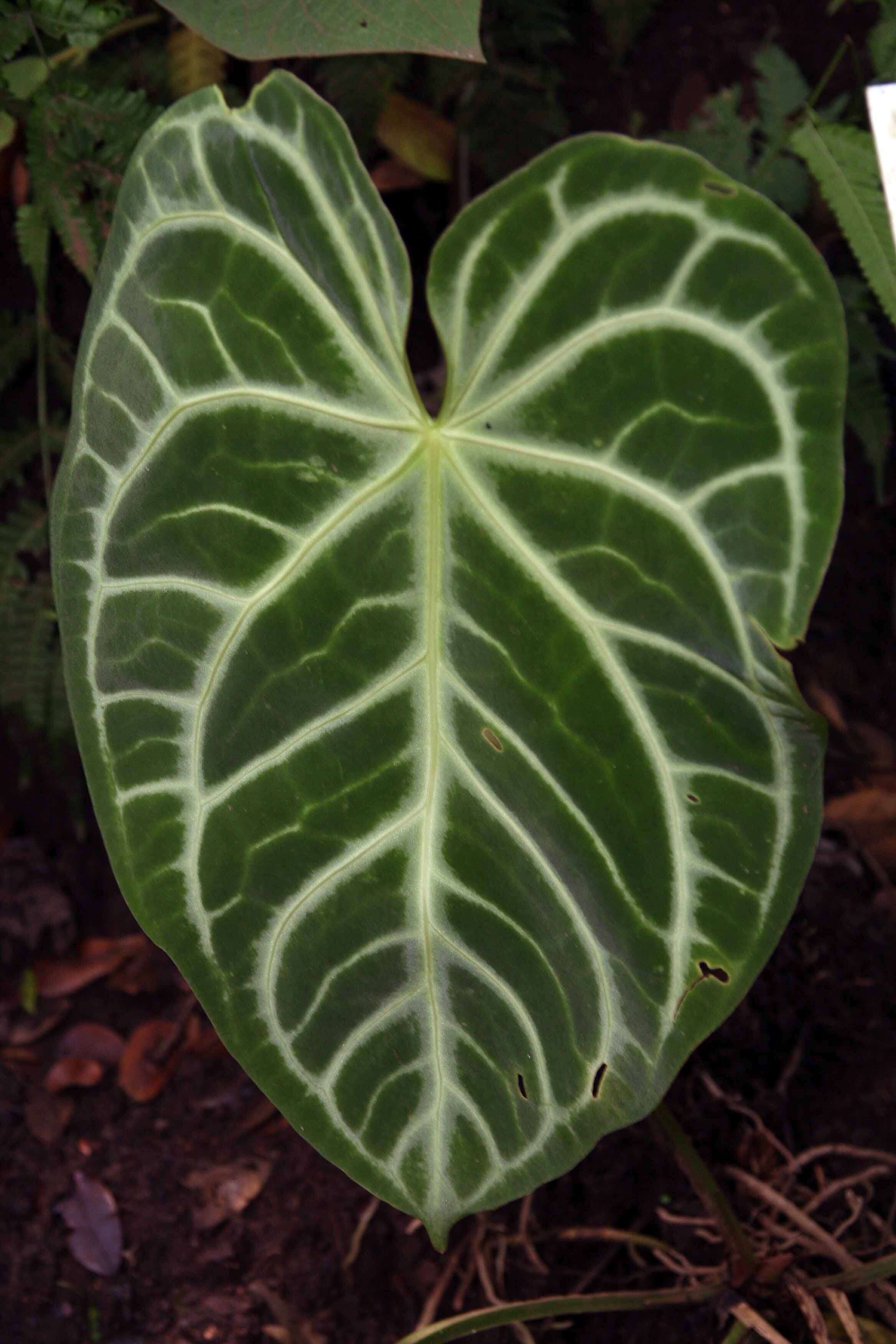 Imagem de Anthurium crystallinum Linden & André