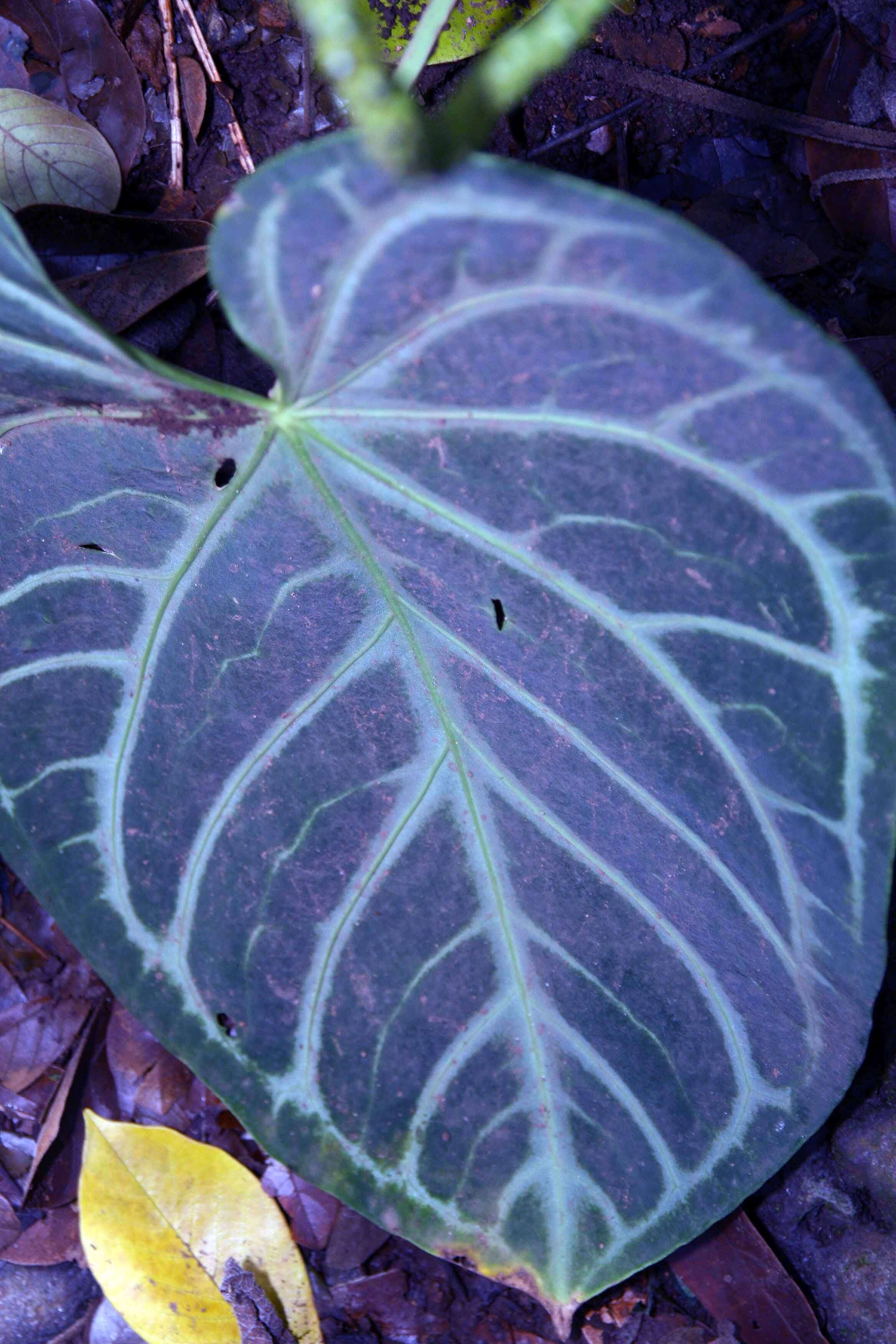 Imagem de Anthurium crystallinum Linden & André