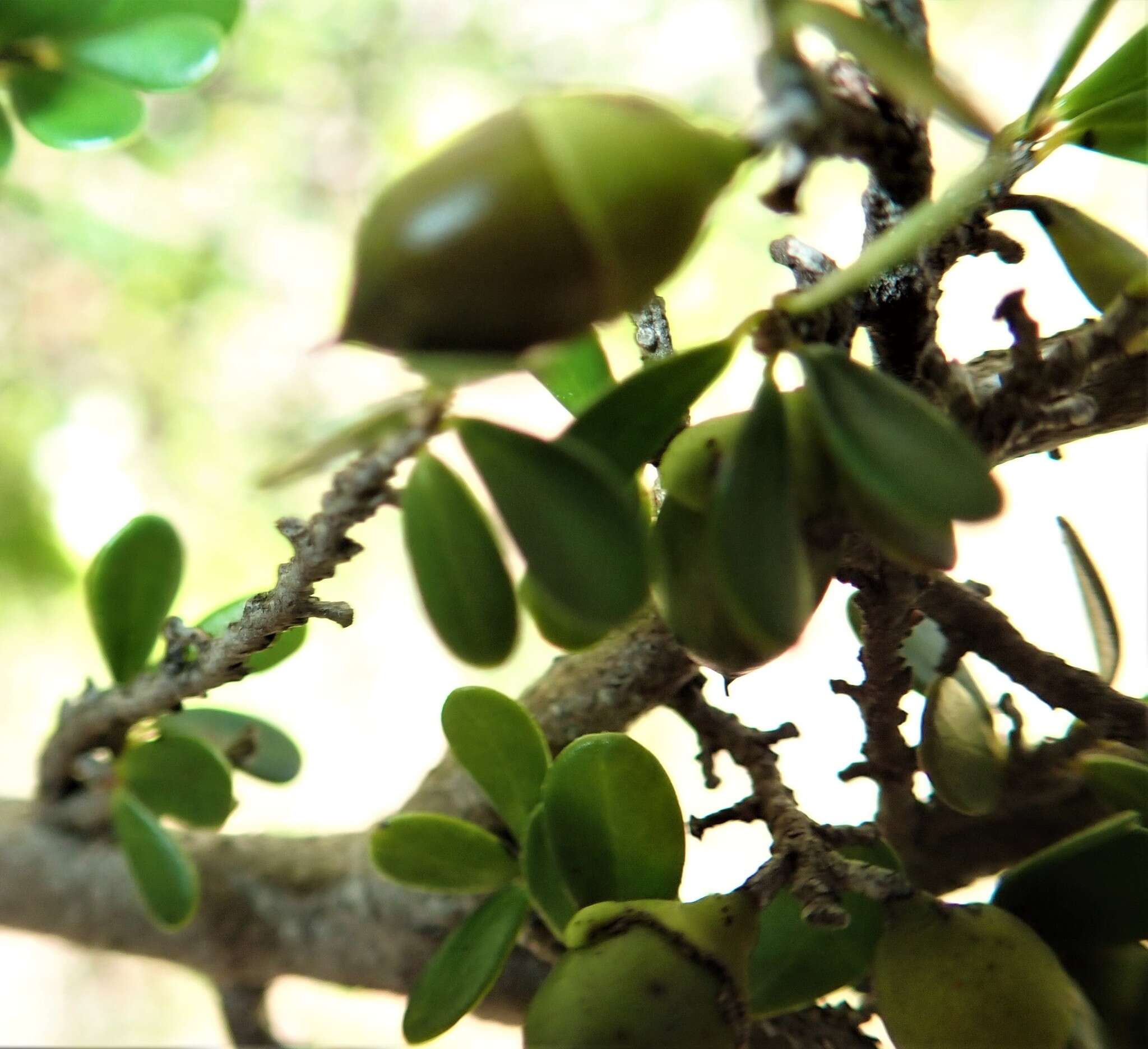 Image de Diospyros myriophylla (H. Perrier) G. E. Schatz & Lowry