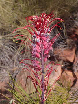 Image of Grevillea dryandri R. Br.