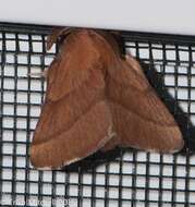 Image of Forest Tent Caterpillar Moth