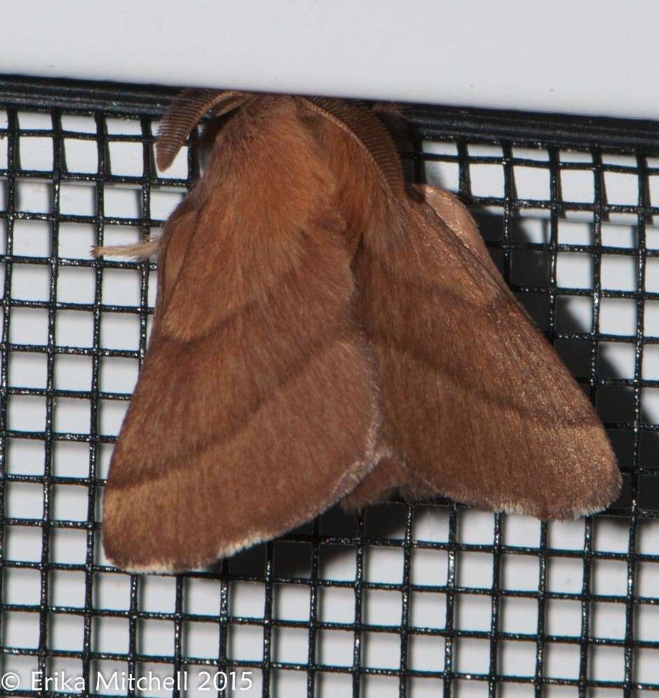 Image of Forest Tent Caterpillar Moth