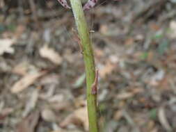 Image of Blotched hyacinth-orchid