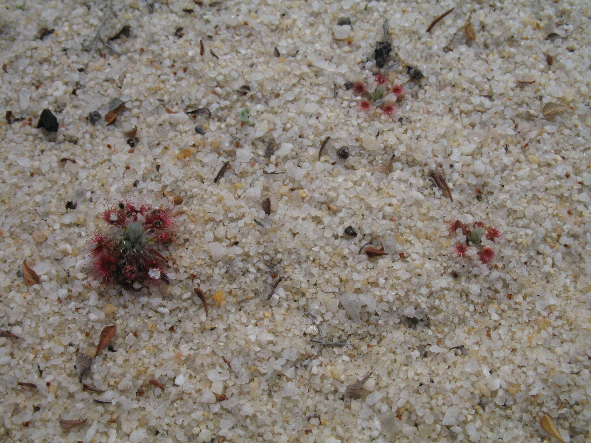 Image de Drosera eneabba N. Marchant & Lowrie