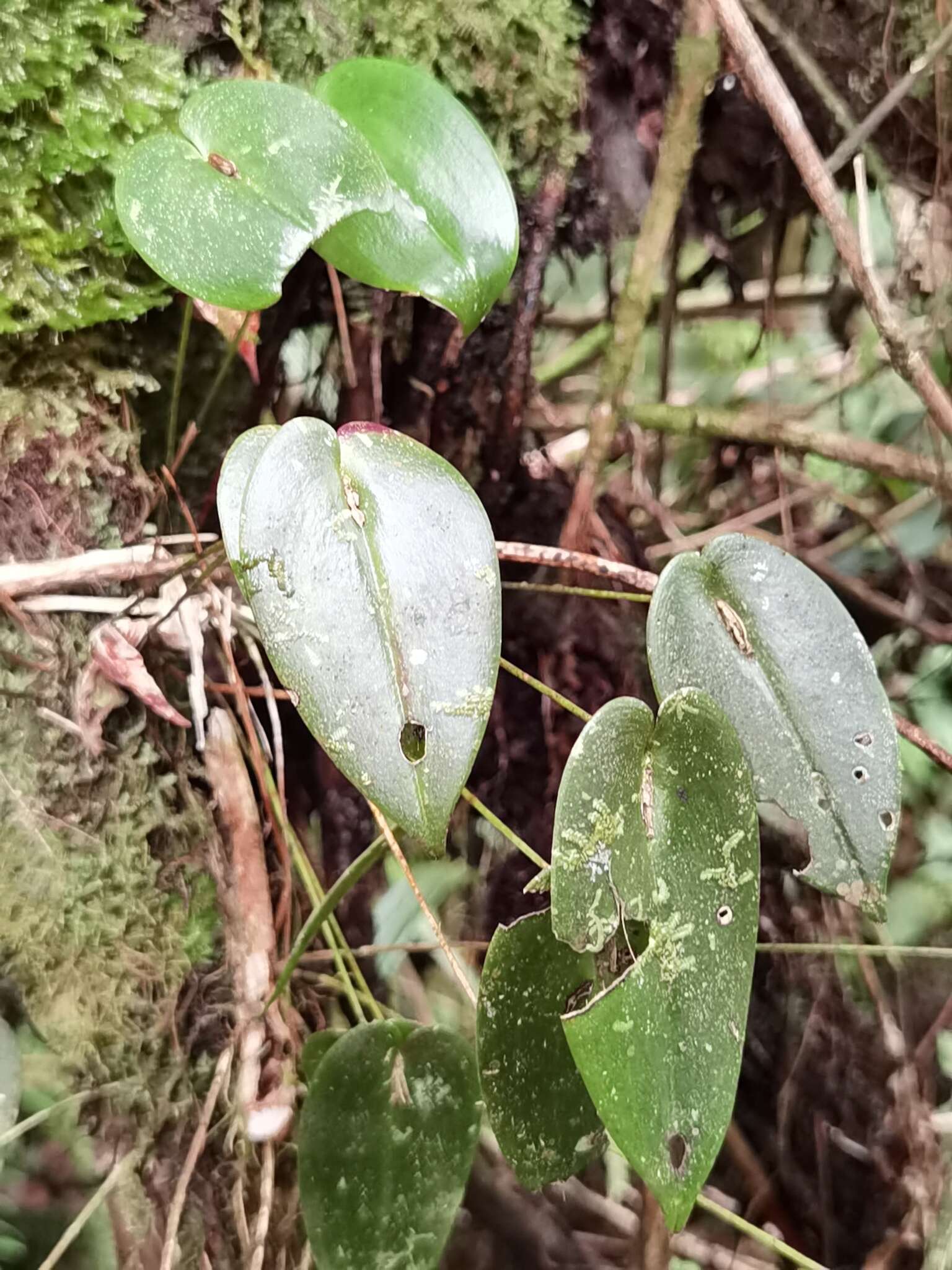 Image of Pleurothallis homalantha Schltr.