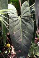 Image of Philodendron melanochrysum Linden & André