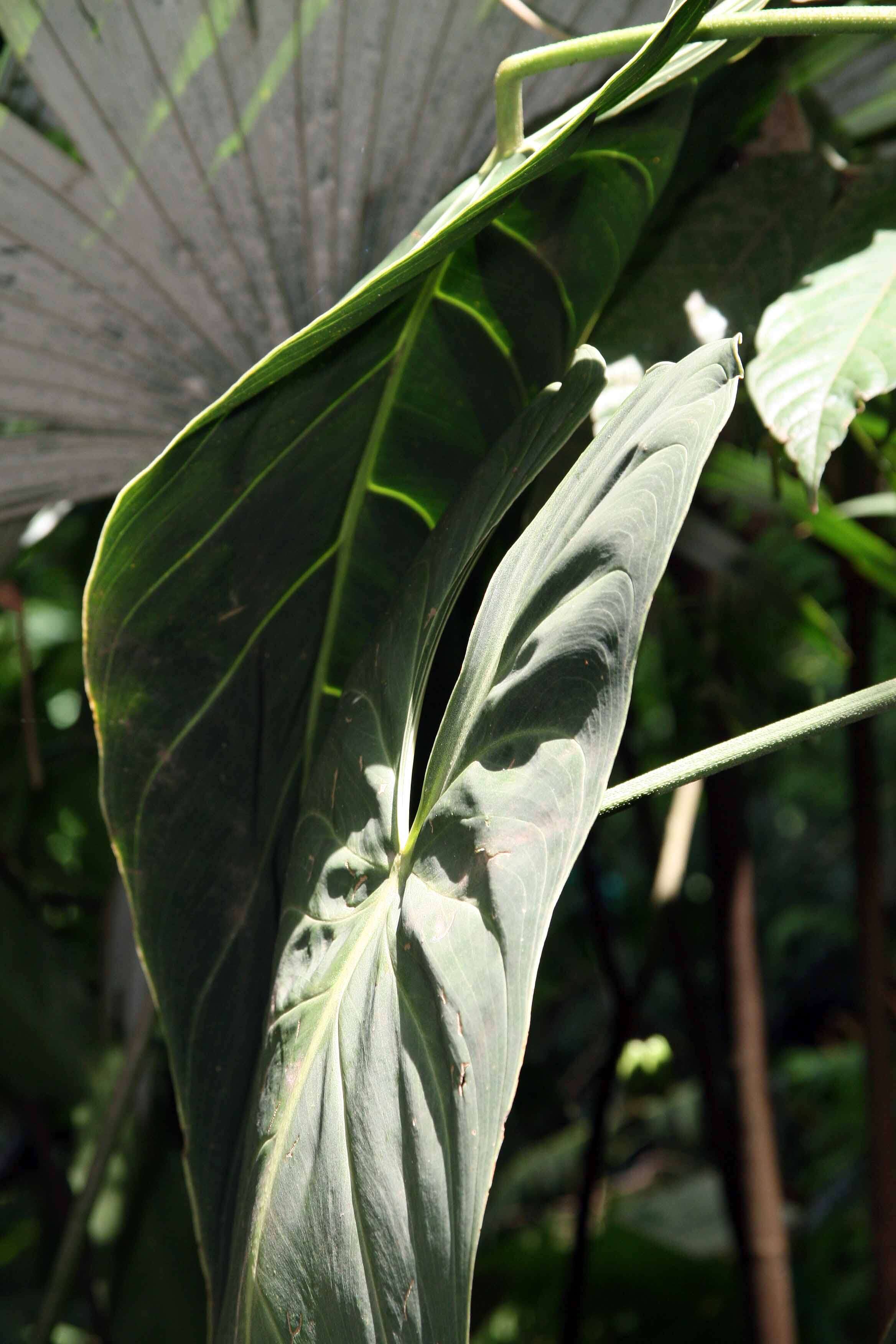 Image of Philodendron melanochrysum Linden & André