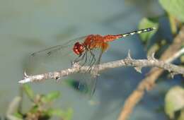 Image of Barbet Percher