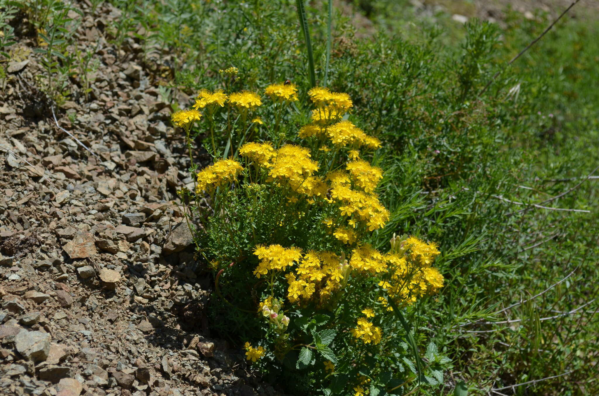 Image of Hypericum scabrum L.