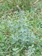 Image of Horse Mint