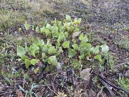 Image of Bolander's mule-ears