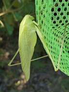 Image of Texas False Katydid