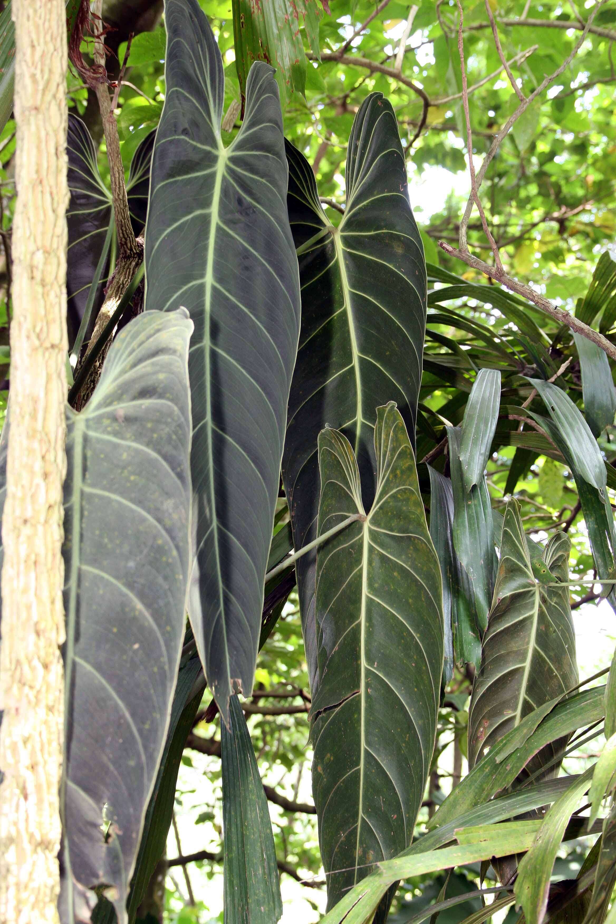 Image of Philodendron melanochrysum Linden & André