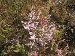 Image of Erica uberiflora E. G. H. Oliver