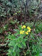 Image of Calceolaria integrifolia Murr.