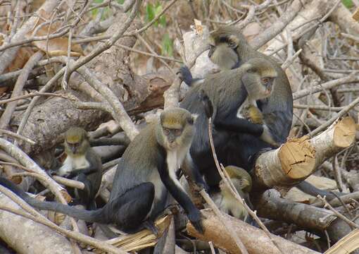 Image of Mona Guenon