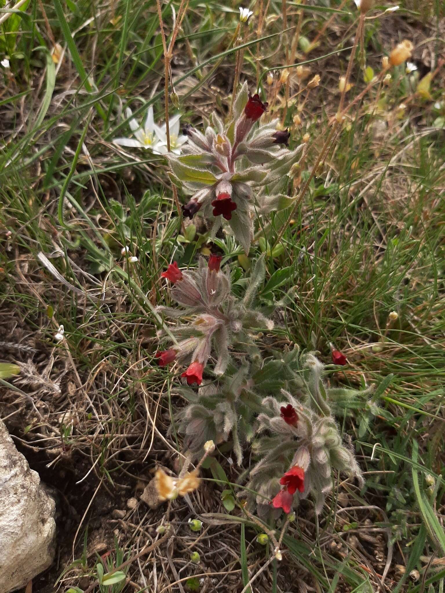 Image of Nonea taurica (Ledeb.) Ledeb.