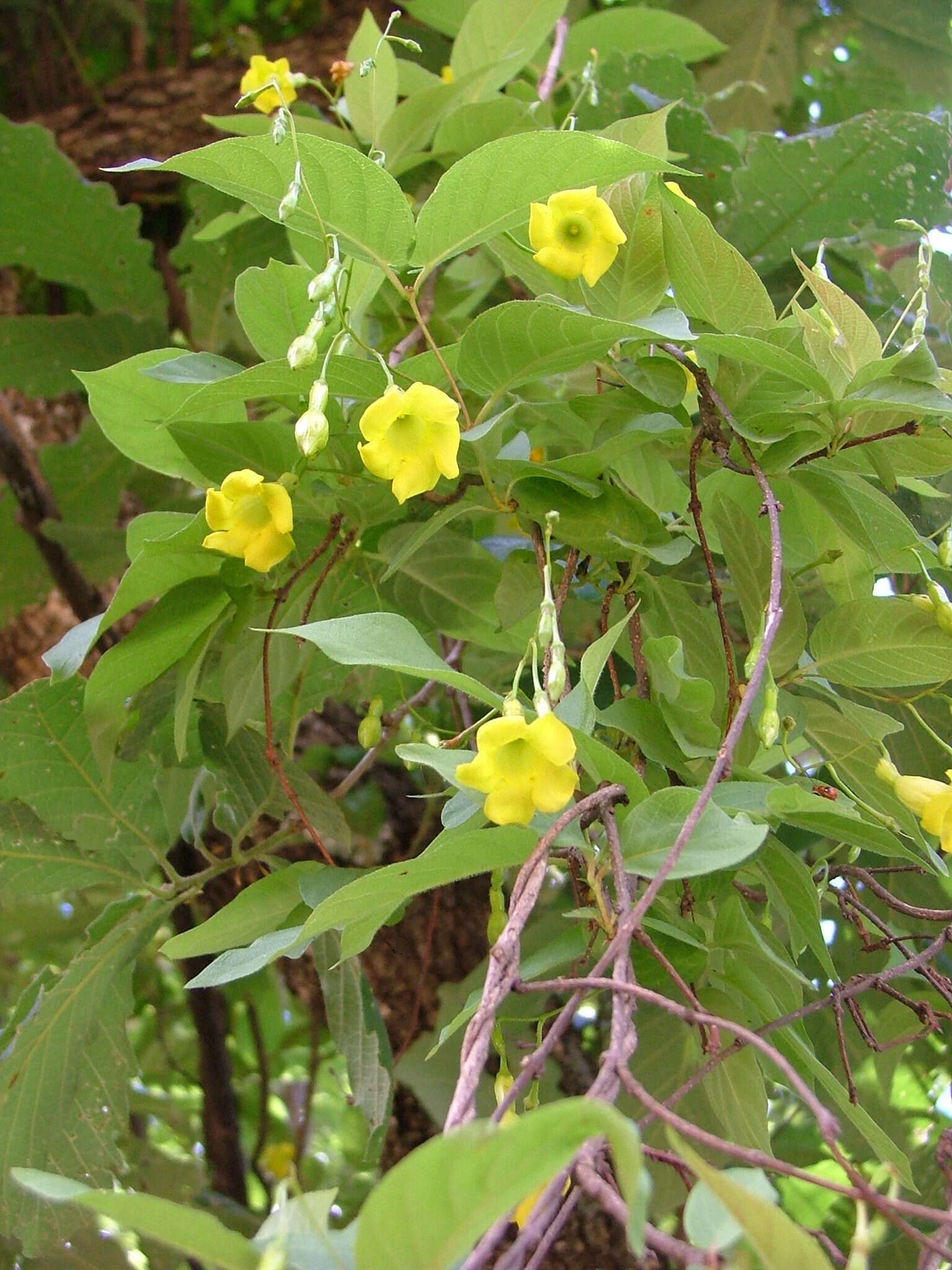 Mandevilla oaxacana (A. DC.) Hemsl.的圖片