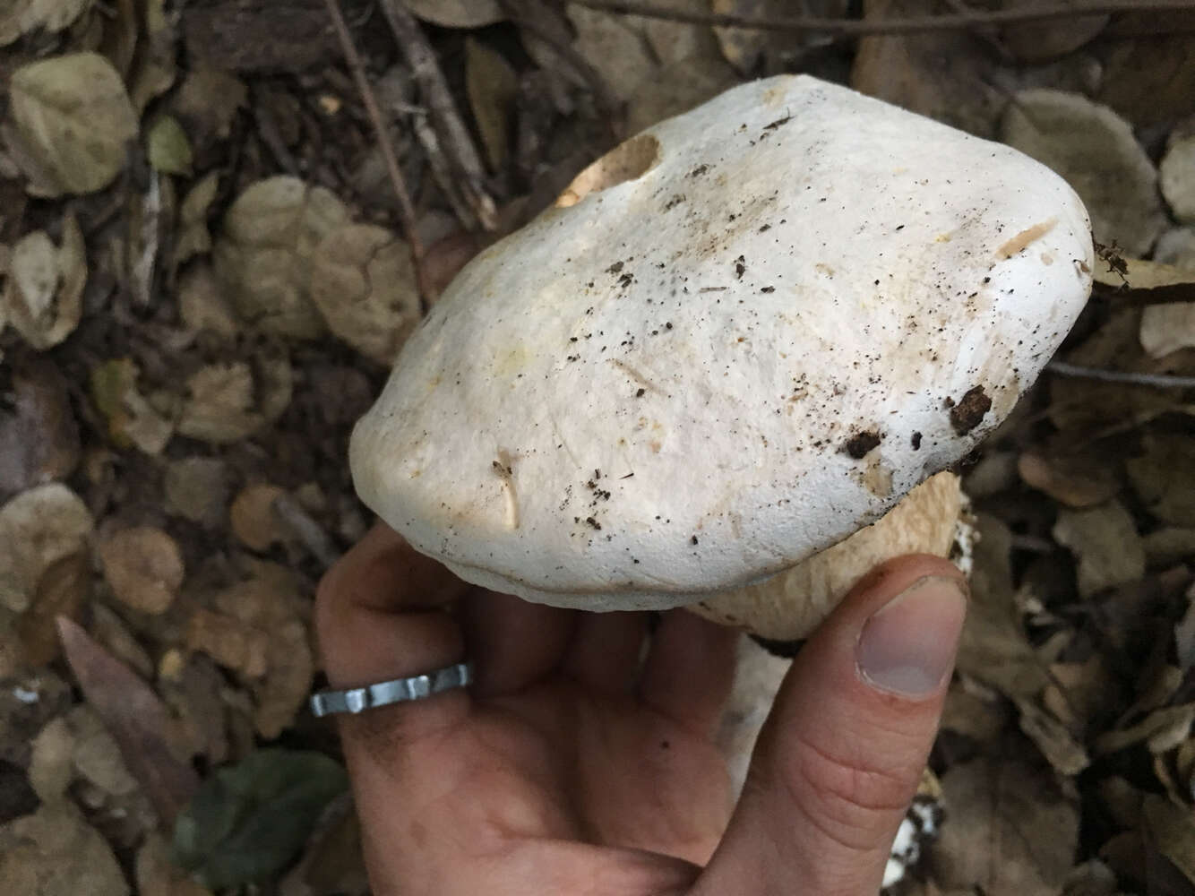 Sivun Boletus barrowsii Thiers & A. H. Sm. 1976 kuva