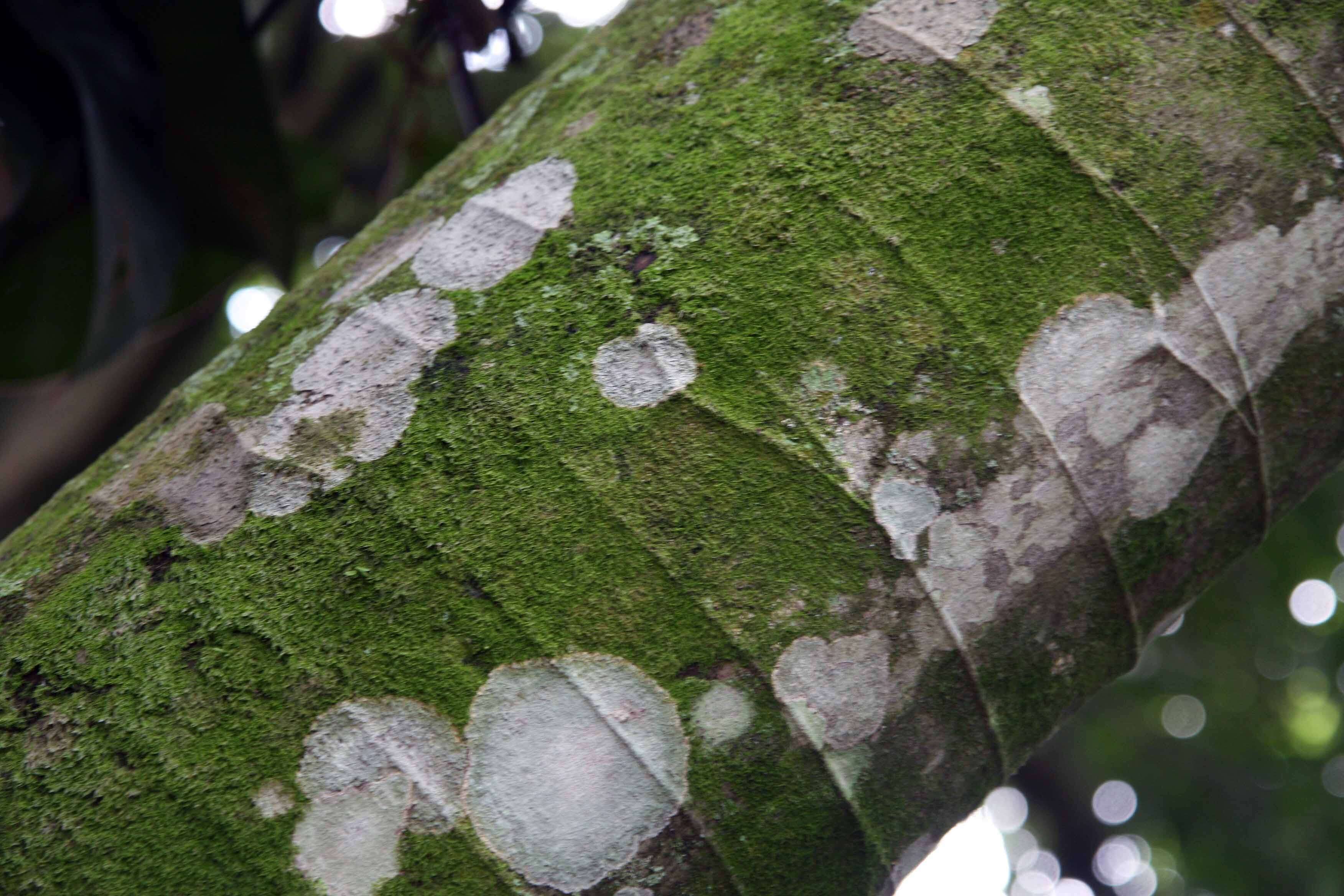 Image of trumpet tree