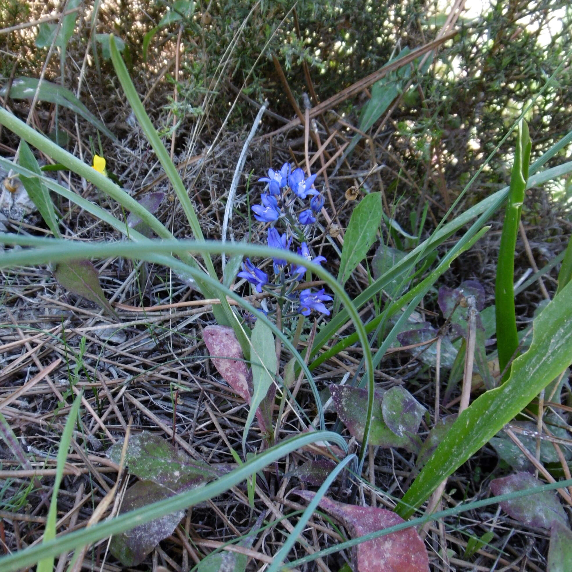 Image of Scilla verna subsp. ramburii (Boiss.) K. Richt.